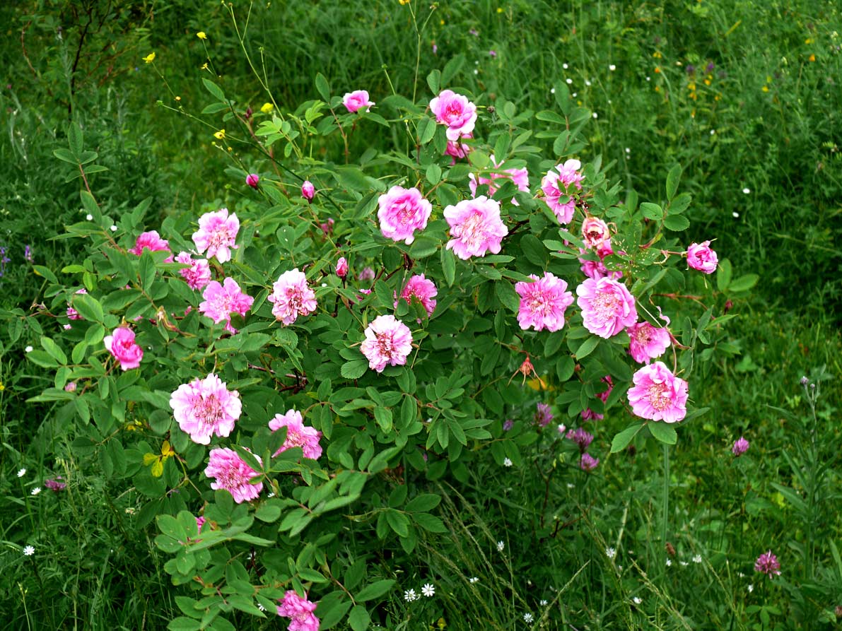 Bukettros, Rosa majalis 'Foecundissima'